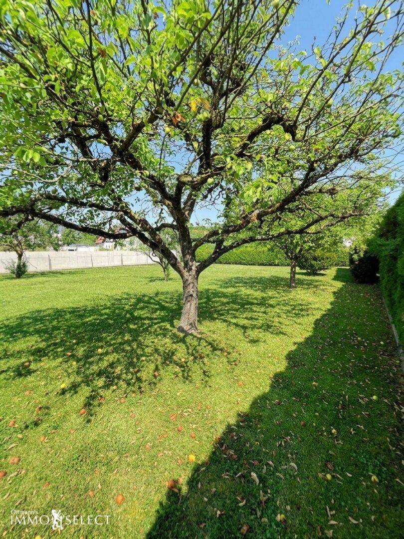 Großer, gepflegter Garten mit altem Apfelbaum und weitläufiger Rasenfläche unter strahlend blauem Himmel.