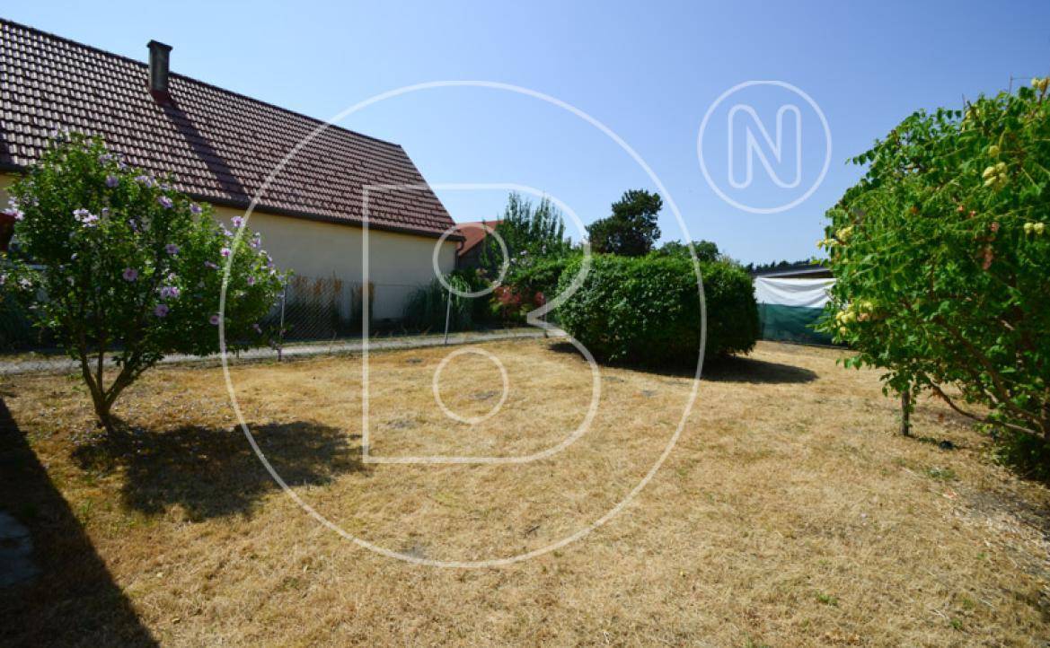 Großer Gartenbereich mit trockenem Rasen, blühenden Sträuchern und Bäumen im Sonnenschein.