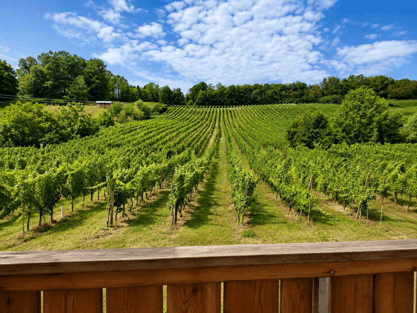 Malerischer Blick auf weitläufige Weinberge unter blauem Himmel mit weißen Wolken.