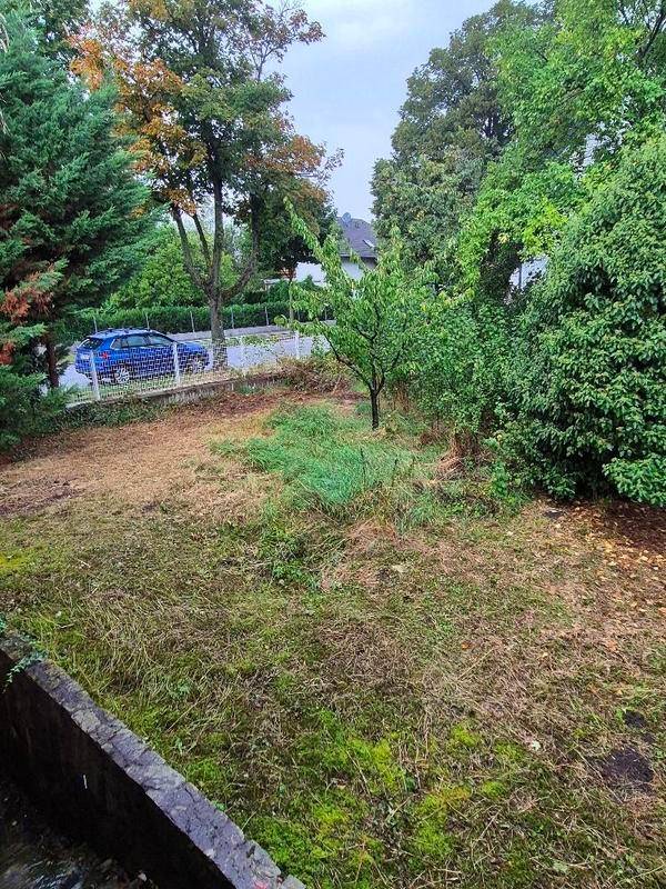 Verwilderter Gartenbereich mit Blick auf die Straße und umliegende Bäume.