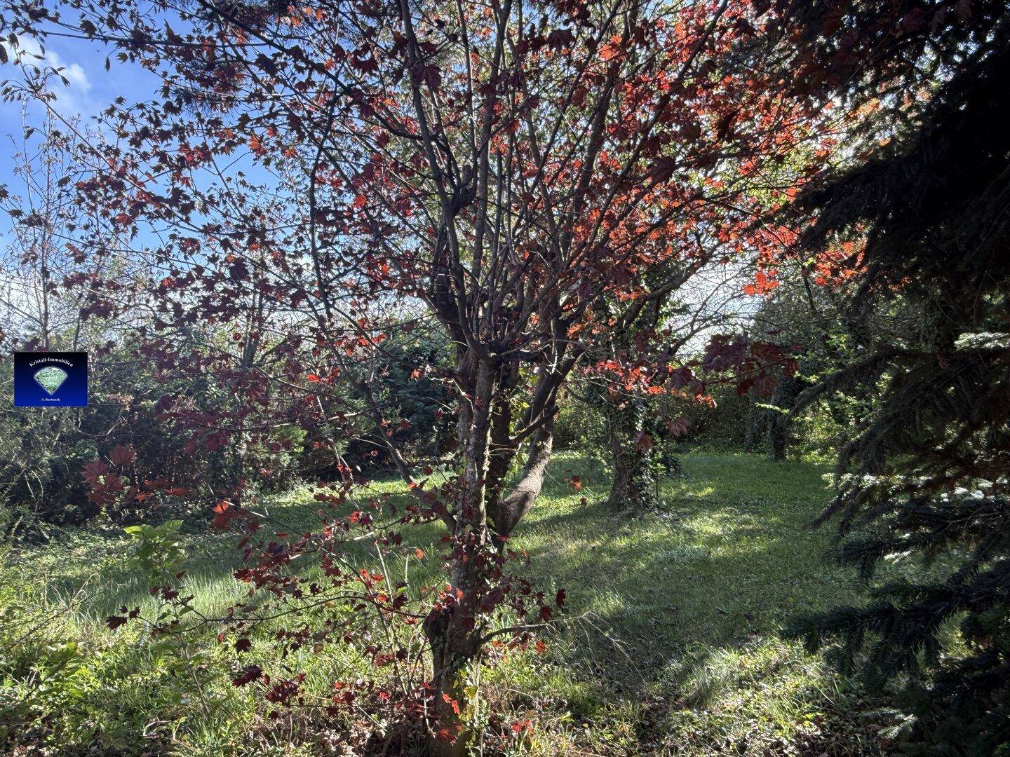 Grüner Gartenbereich mit verschiedenen Bäumen und Sträuchern unter blauem Himmel.
