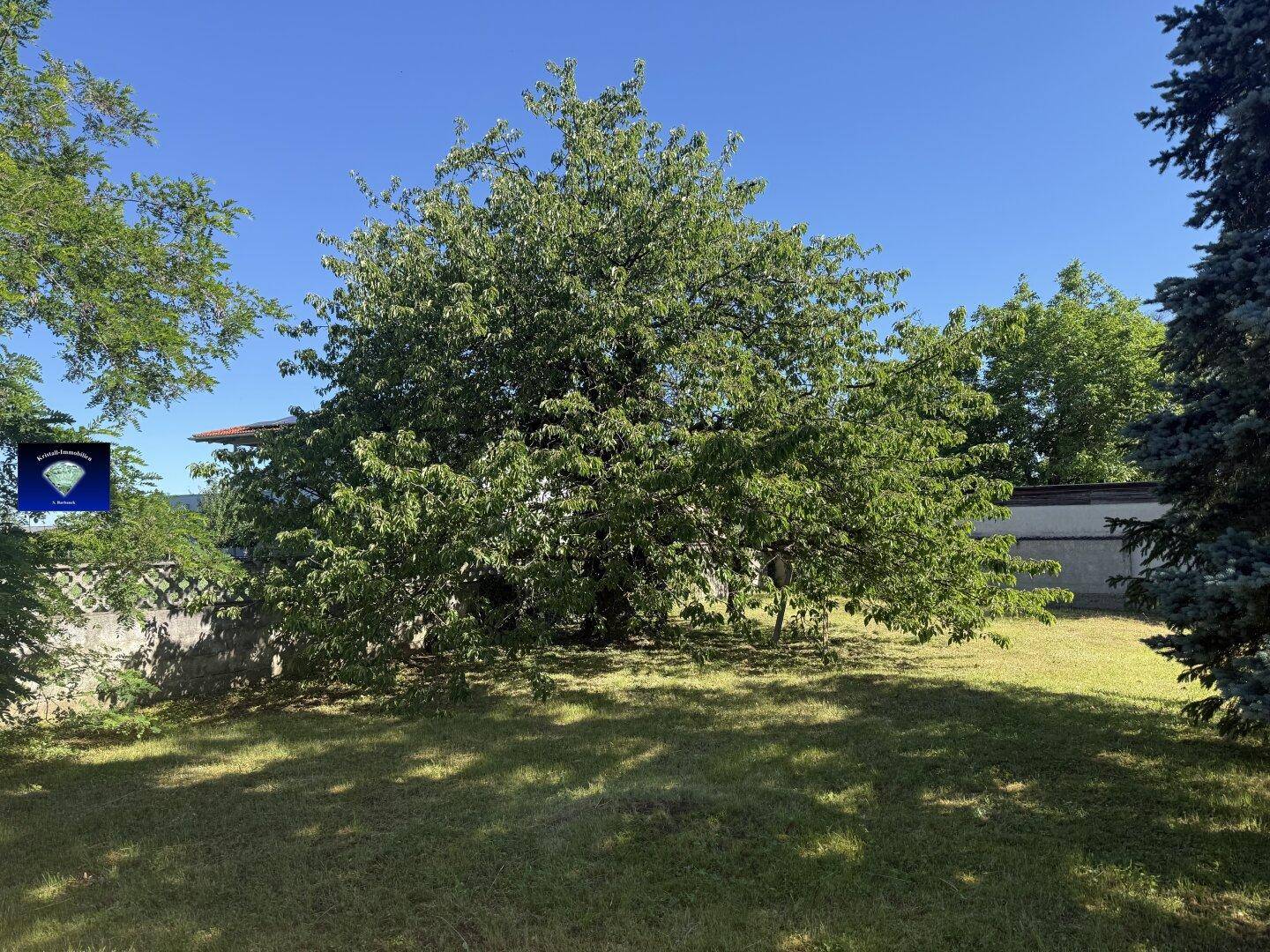Großer Garten mit altem Baum und weitläufiger Rasenfläche, ideal zum Entspannen.