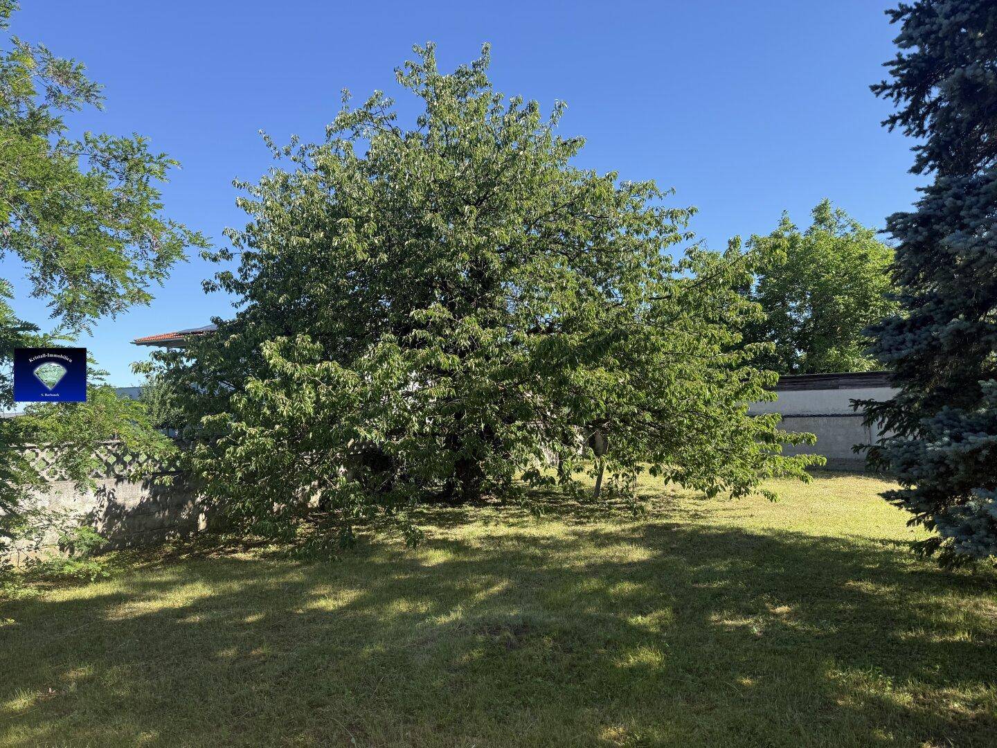 Großer Garten mit altem Baum und weitläufiger Rasenfläche, ideal zum Entspannen.