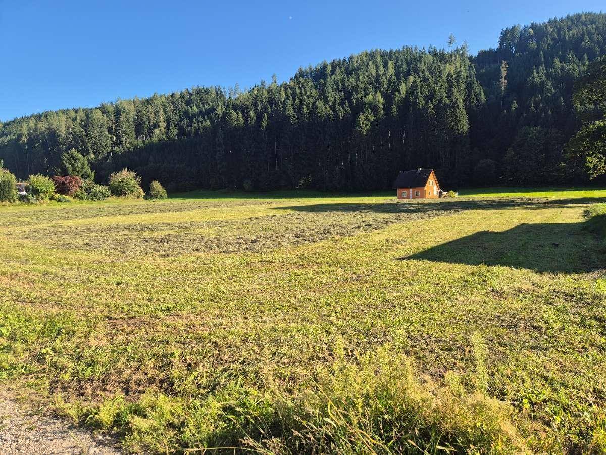 Weitläufiges Feld mit einem kleinen Holzhaus am Waldrand unter strahlend blauem Himmel.