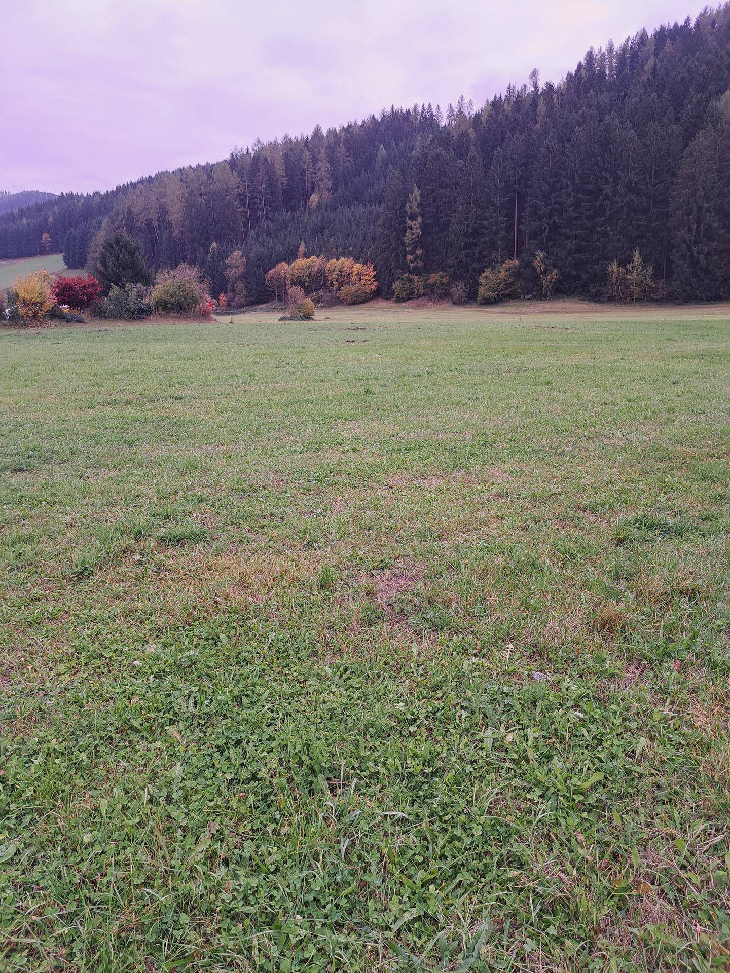 Weite grüne Wiese mit herbstlich gefärbten Bäumen und einem bewaldeten Hügel im Hintergrund unter bewölktem Himmel.