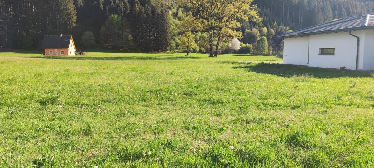 Grüne Wiese mit einem modernen Haus und einem kleinen Holzhaus im Hintergrund, umgeben von Bäumen.