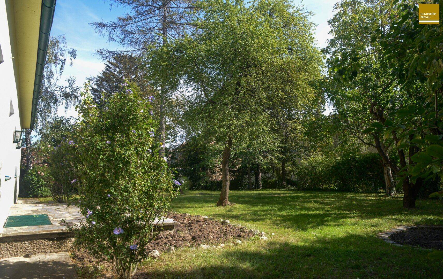 Großer, sonniger Gartenbereich neben dem Haus mit Rasenfläche und verschiedenen Bäumen.
