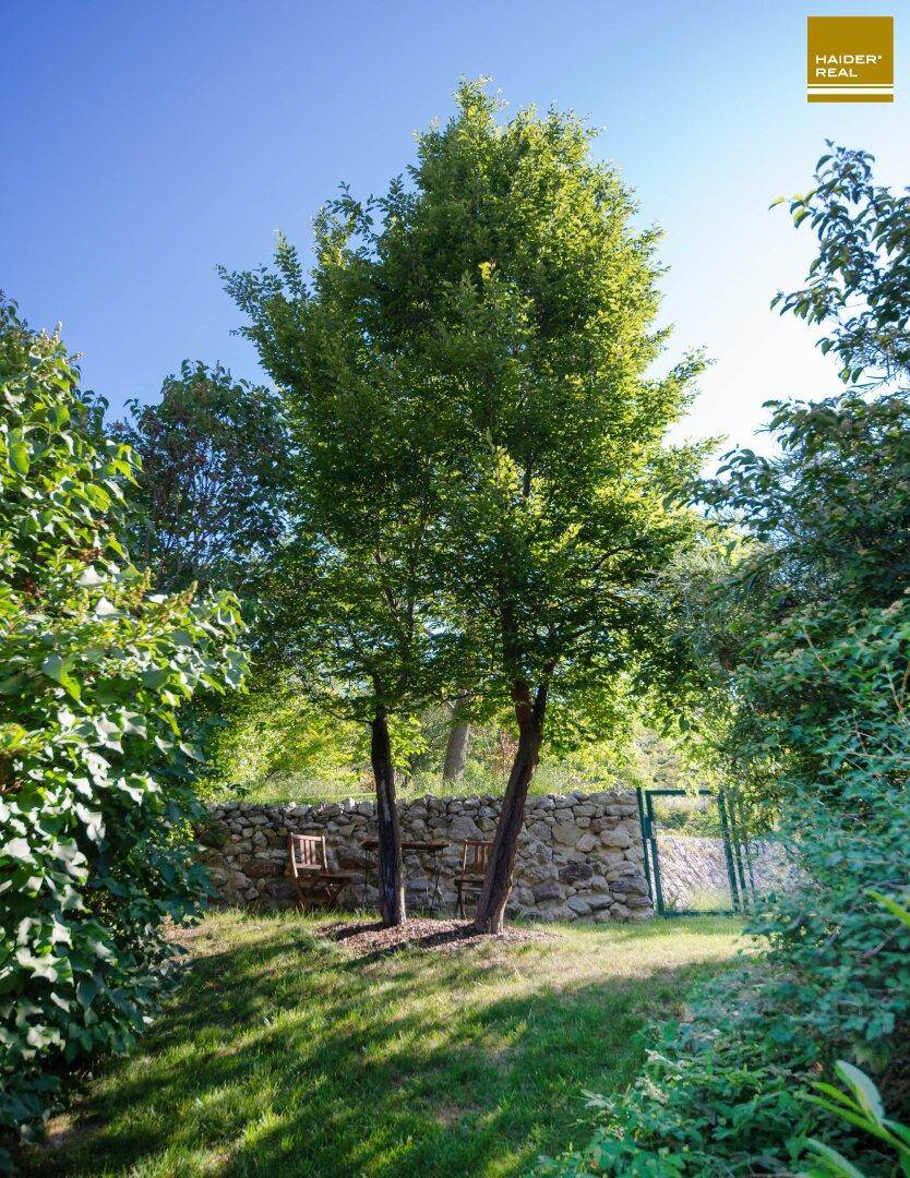 Idyllischer Gartenbereich mit hohen Bäumen, einer Steinmauer und einer kleinen Sitzecke im Grünen.
