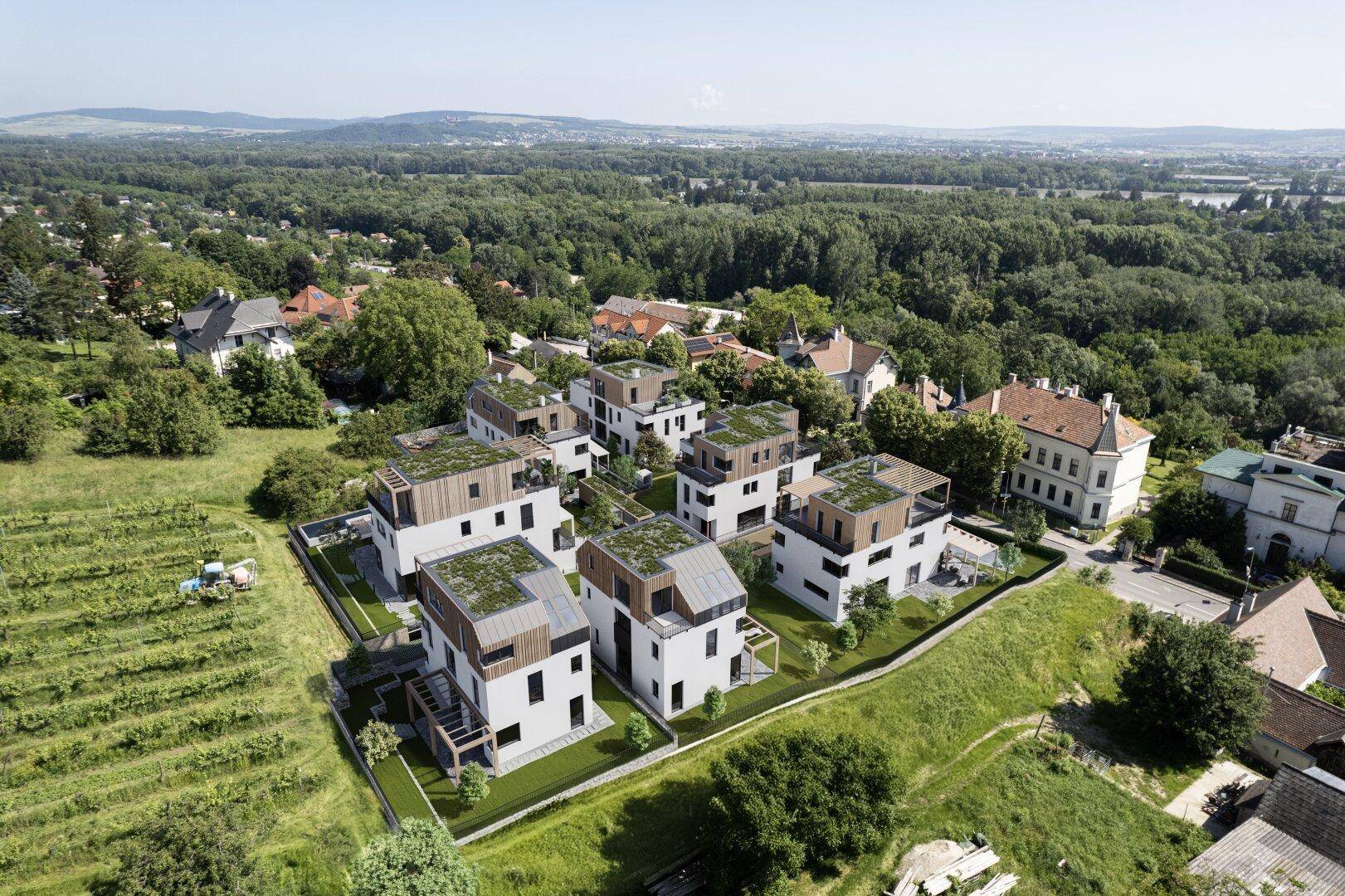 DEIN WEINGARTEN - Grünblick in den Weinbergen - Ansicht 2