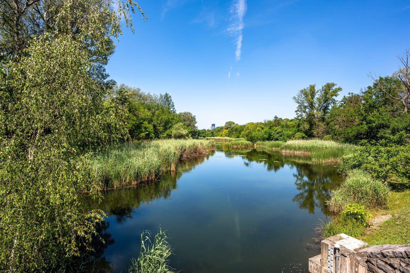 Malerischer Blick auf einen ruhigen See oder Teich, umgeben von üppigem Grün und Schilf.
