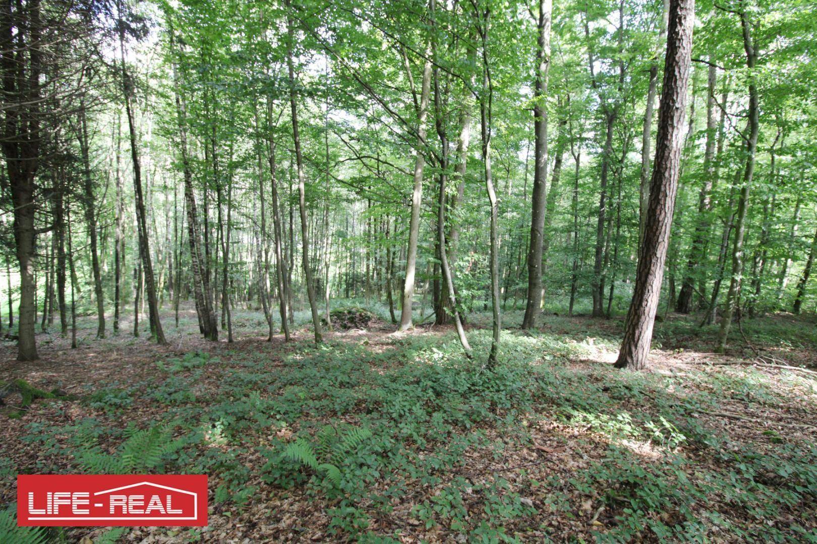 Dichter Wald mit Unterholz und Laub auf dem Waldboden, umgeben von hohen Bäumen.