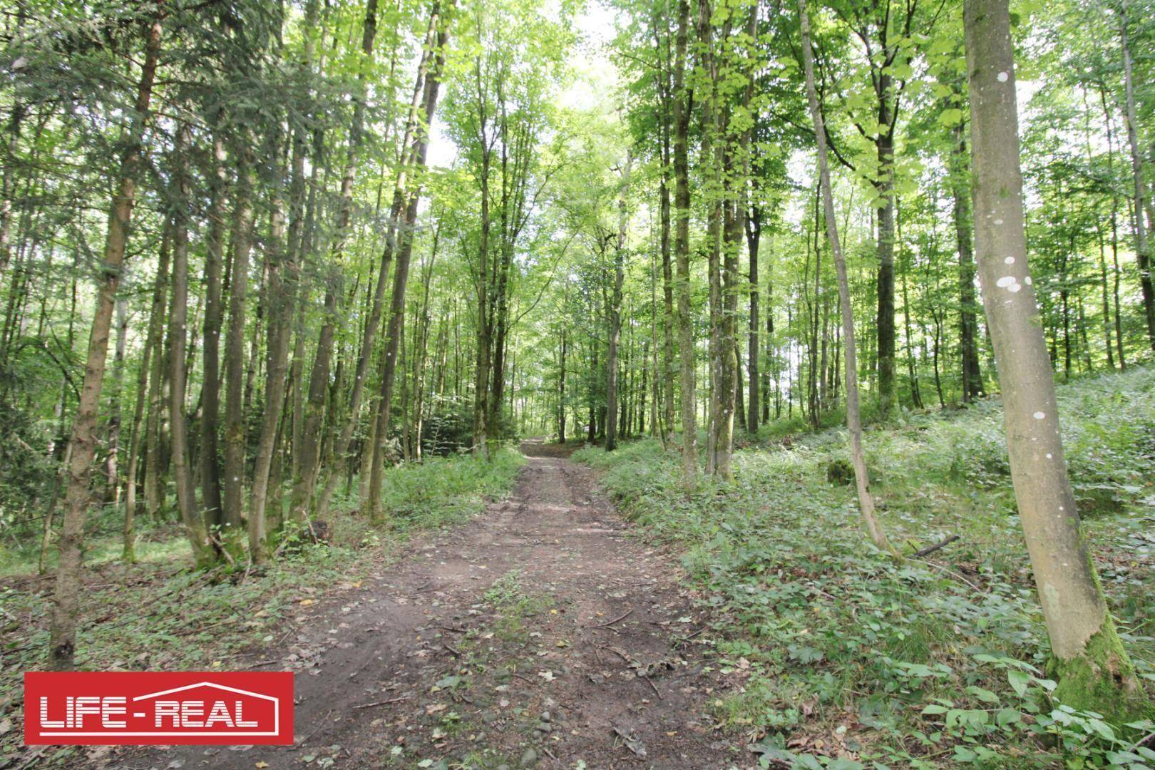 Ein weiterer Waldweg schlängelt sich durch den dichten Wald, umgeben von hohen Bäumen.