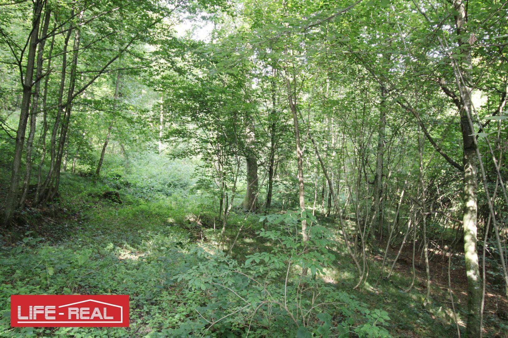 Hanglage im Wald mit dichtem Bewuchs und vielen Bäumen, die eine natürliche Umgebung schaffen.