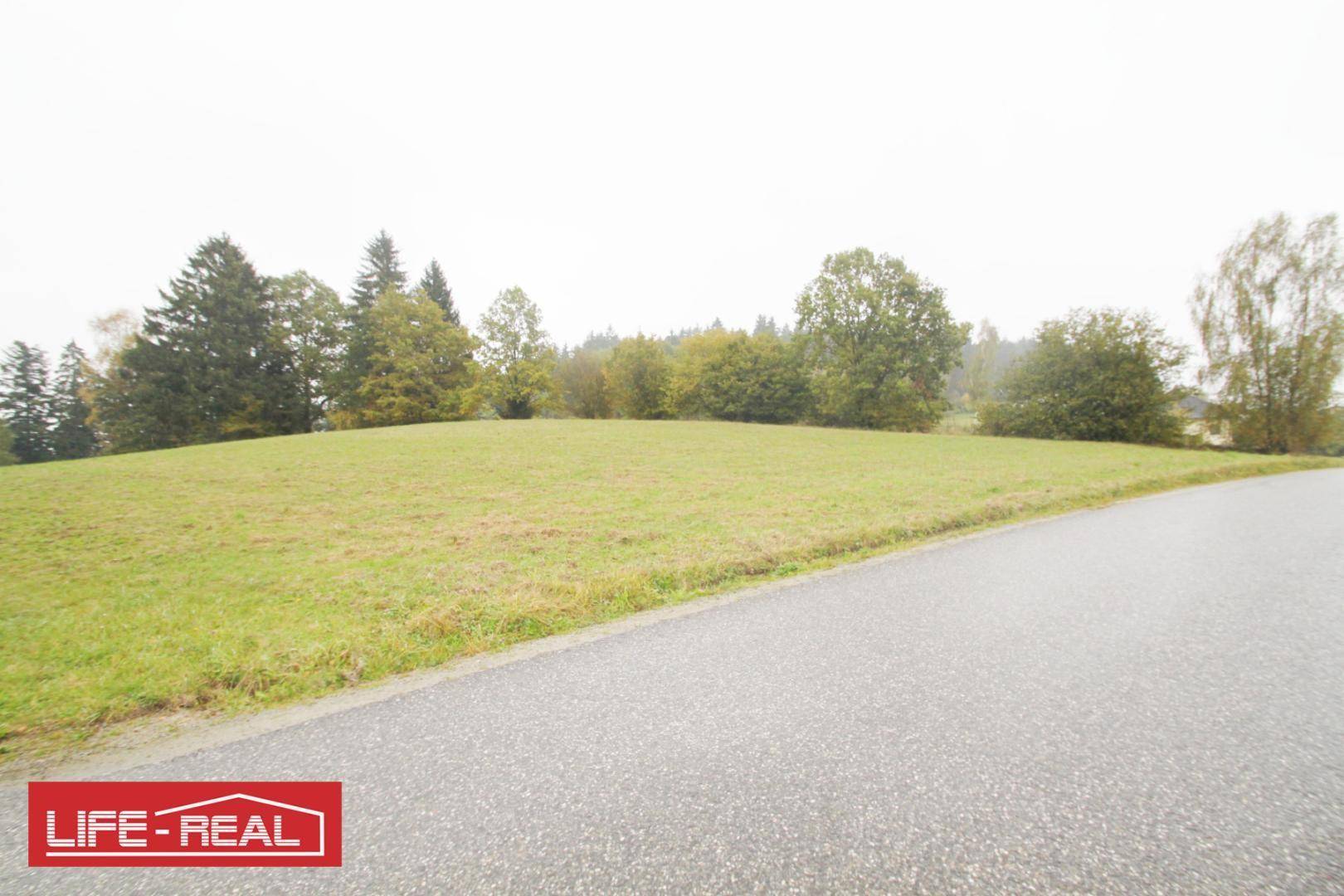 Weitläufige grüne Wiese mit Baumbestand am Horizont, ideal für Naturliebhaber und Ruhesuchende.