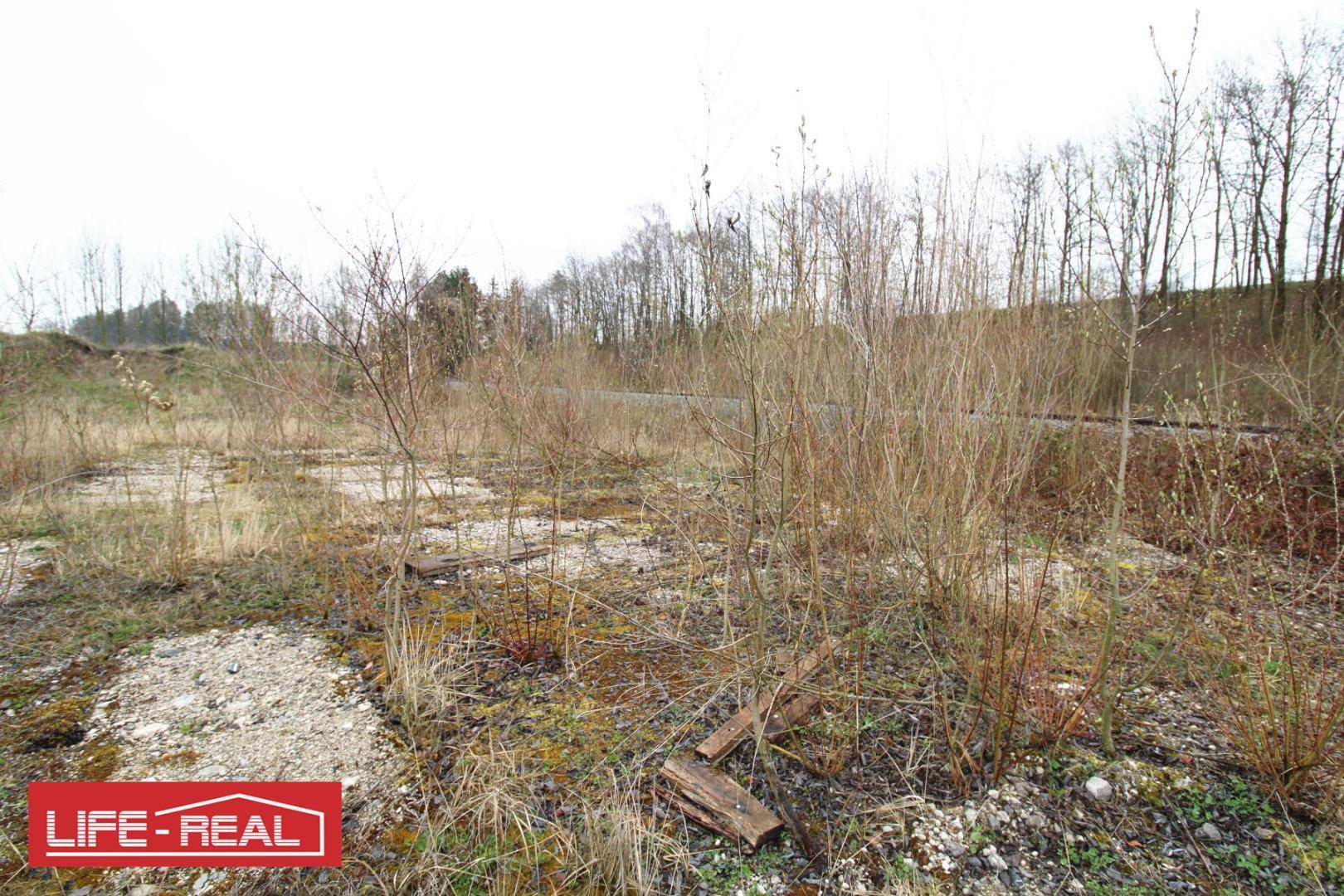 Nahaufnahme eines verwilderten Grundstücks mit trockener Vegetation, vereinzelten Holzresten und Bäumen im Hintergrund.