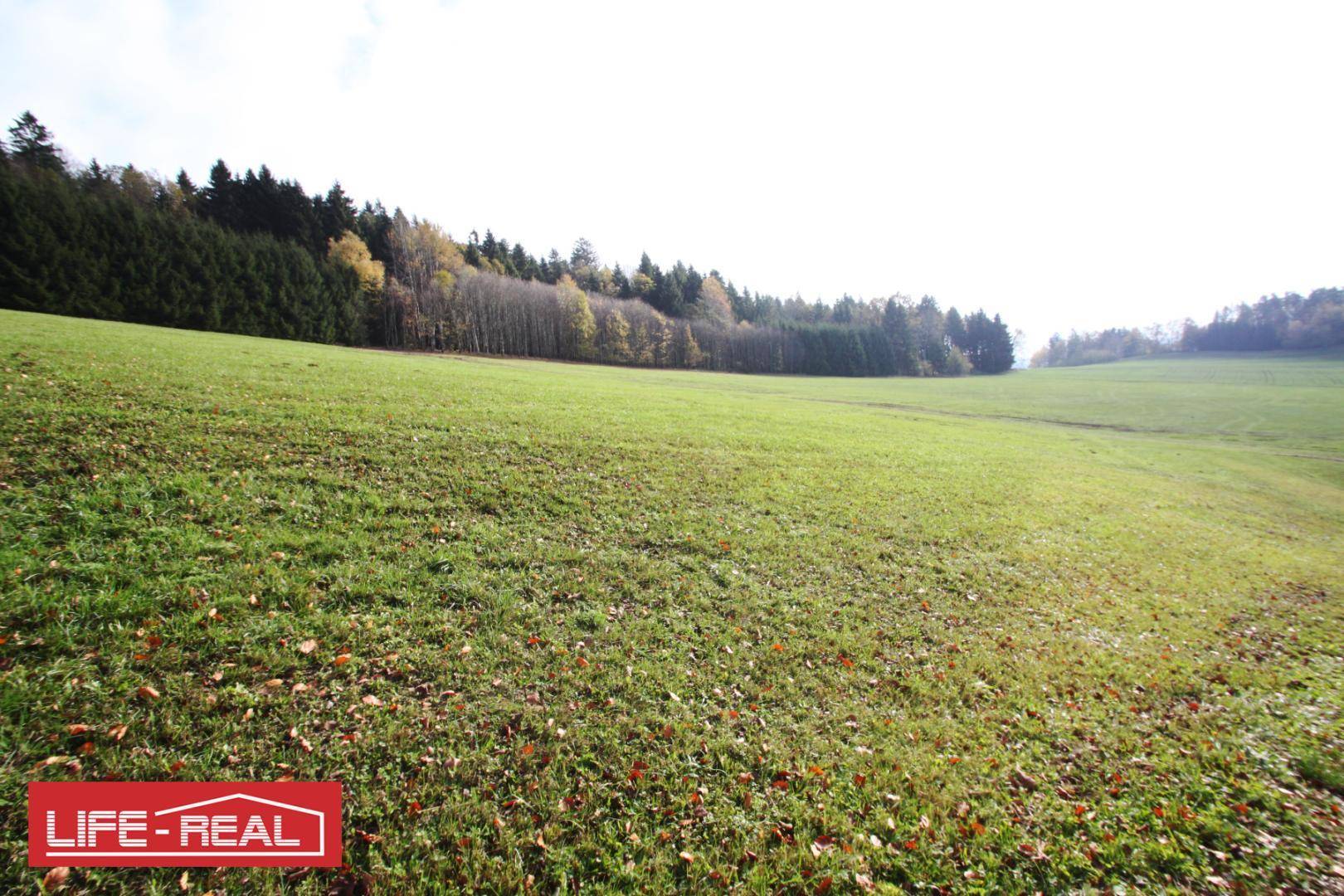 Grüne Wiesenfläche mit Herbstlaub und einem dichten Wald im Hintergrund.