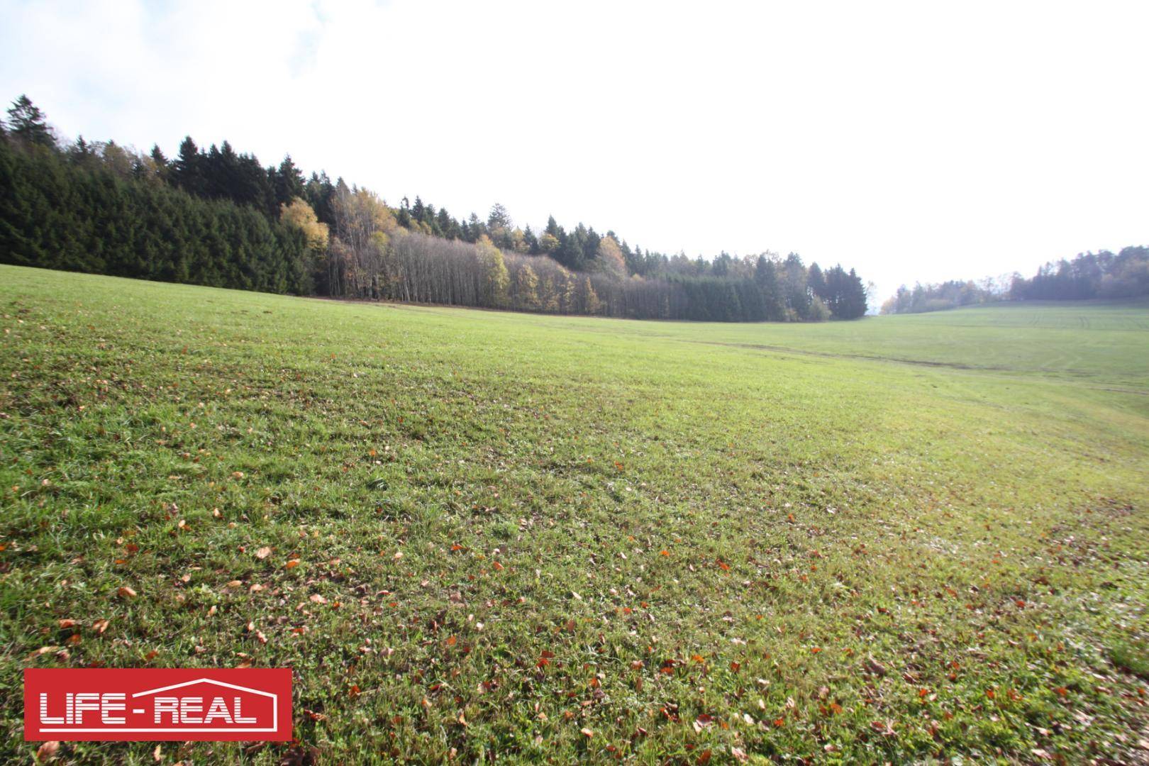 Grüne Wiesenfläche mit Herbstlaub und einem dichten Wald im Hintergrund.