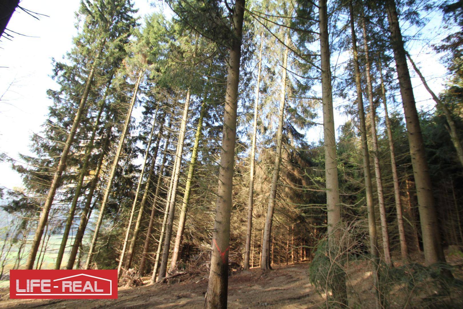 Hohe Nadelbäume in einem dichten Wald, durch deren Äste Sonnenlicht fällt.