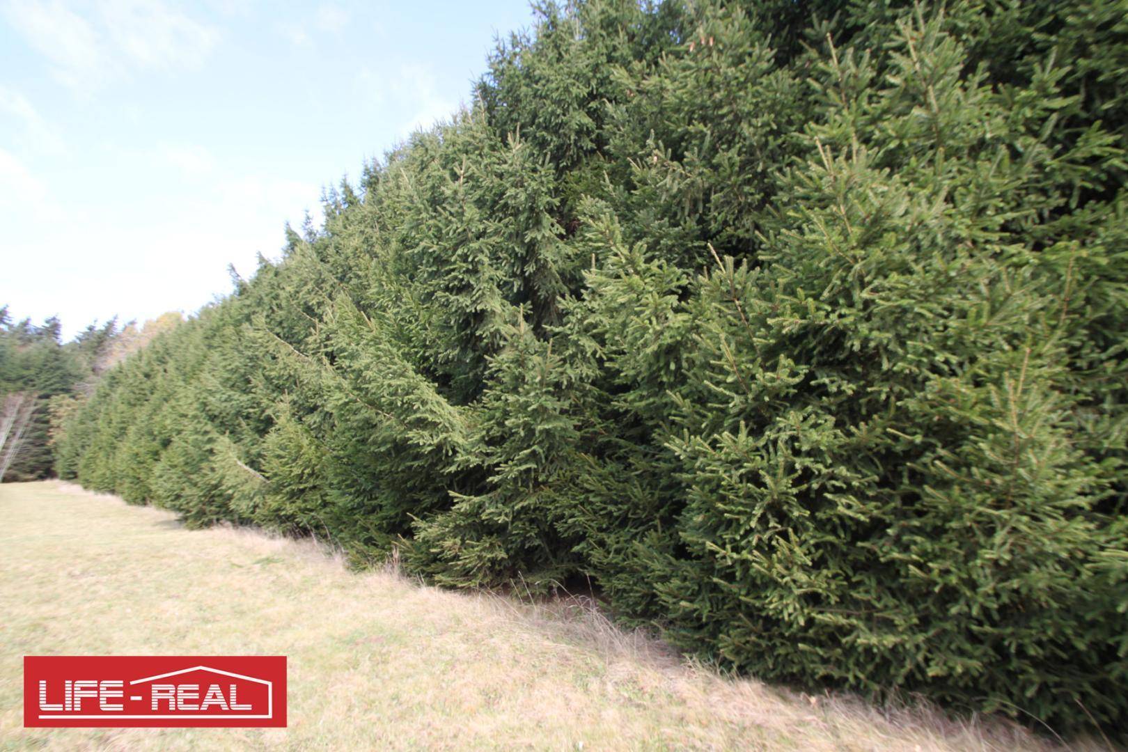 Dichte Hecke aus immergrünen Bäumen am Rande einer trockenen Grasfläche.