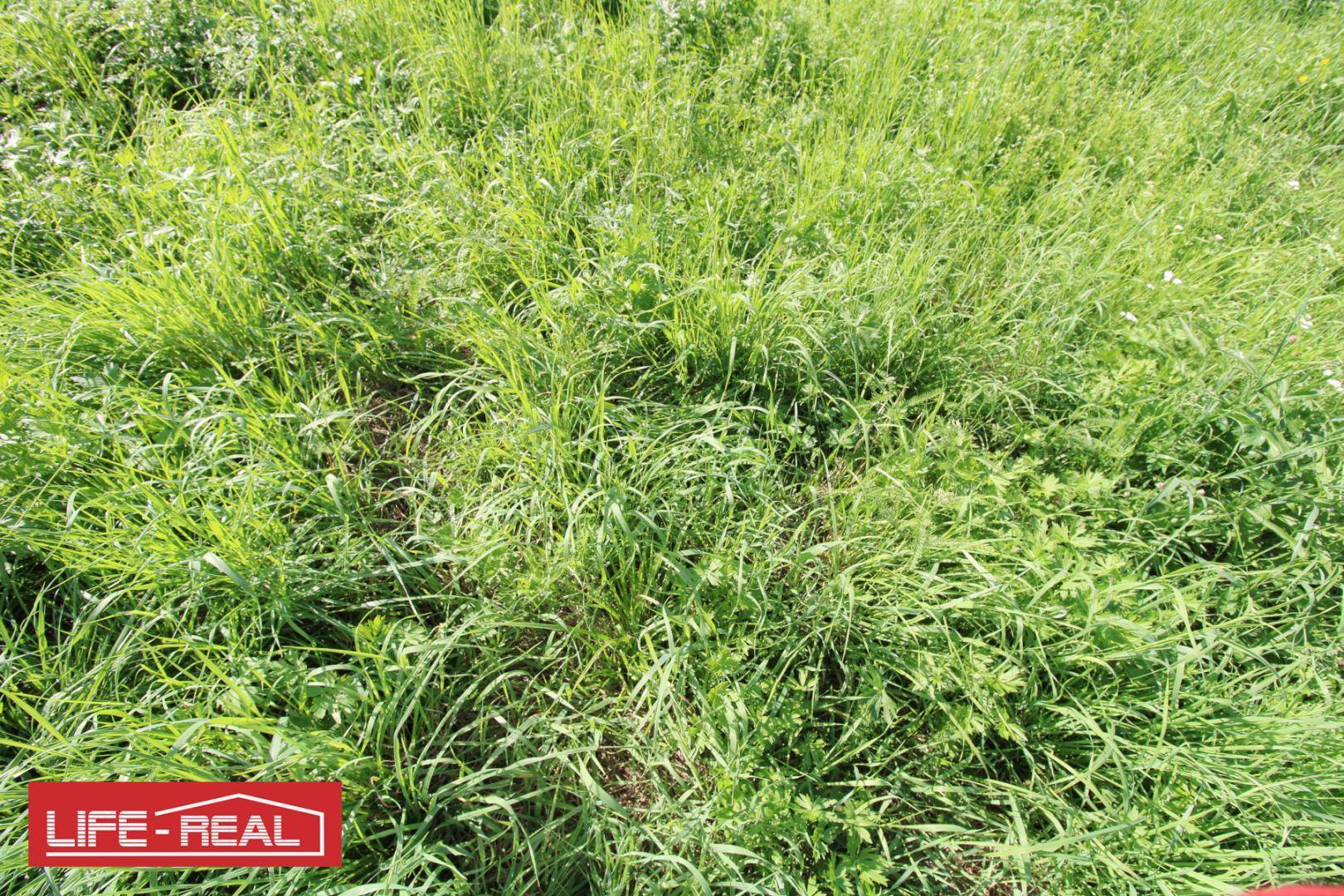 Nahaufnahme einer üppigen grünen Wiese mit hohem Gras.