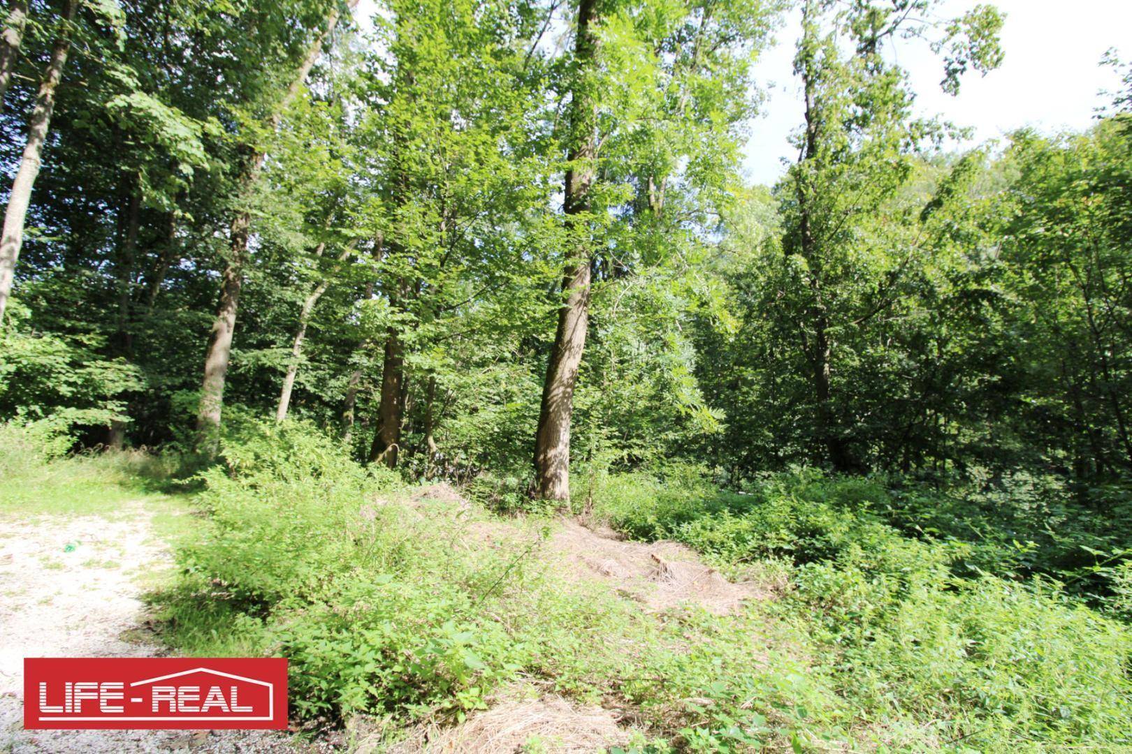Lichtung in einem Wald mit verschiedenen Baumarten und dichtem Unterholz.