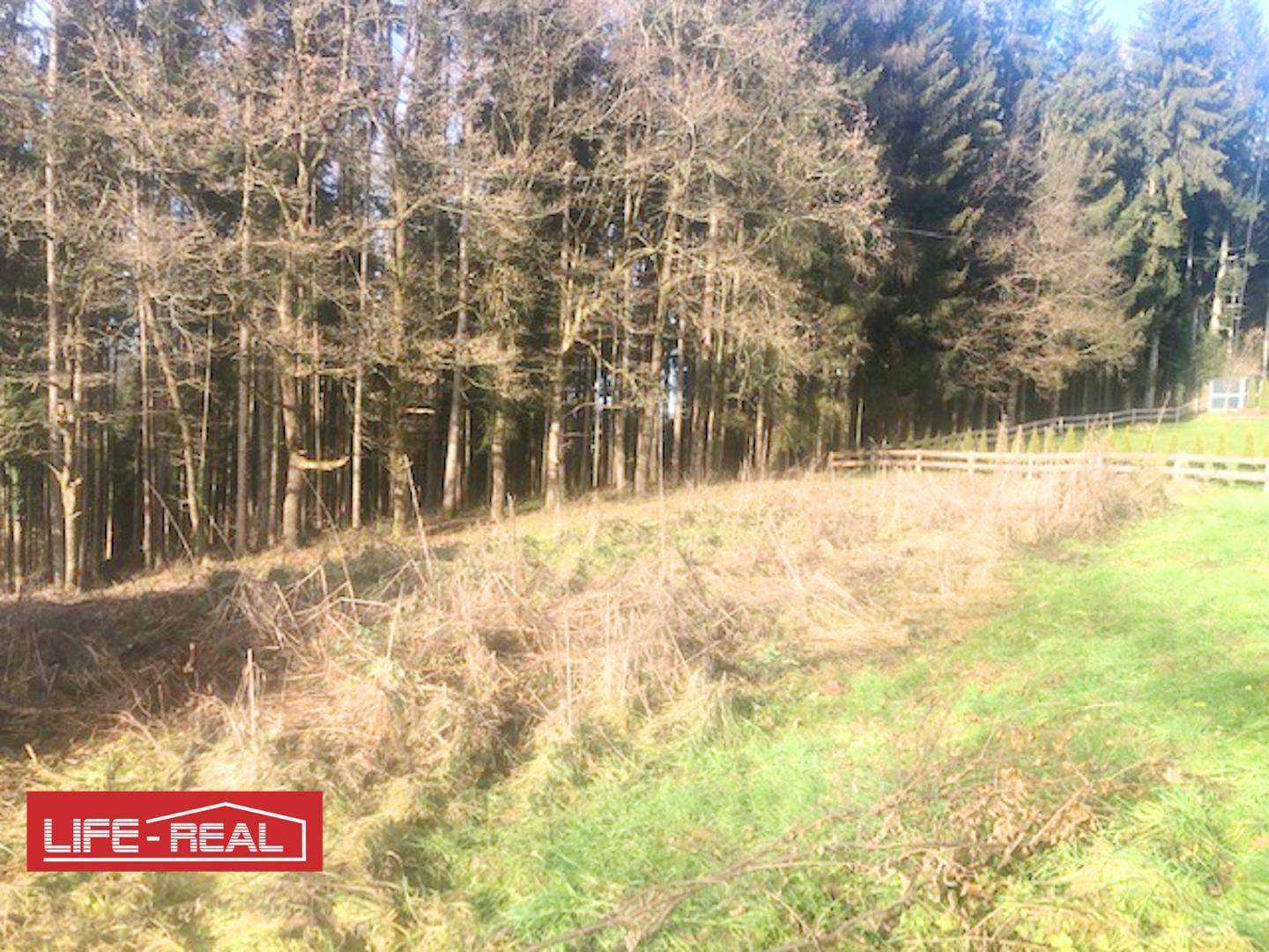 Grünes Grundstück mit Waldrand und einem Zaun im Hintergrund unter hellem Sonnenlicht.