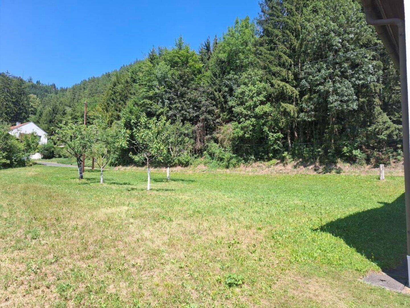 Große Rasenfläche mit jungen Obstbäumen und Waldrand im Hintergrund unter blauem Himmel.