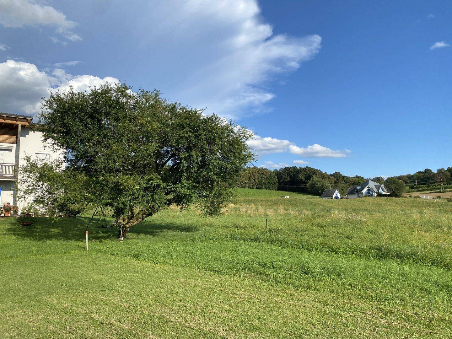 Weitläufige grüne Wiese mit einem großen Baum unter blauem Himmel und ländlicher Umgebung.