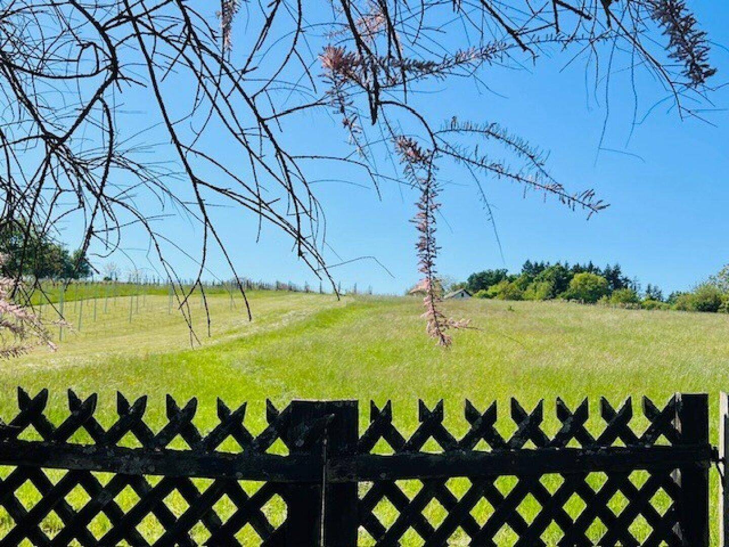 Blick über einen Holzzaun auf eine grüne Wiese und sanfte Hügel unter klarem Himmel.