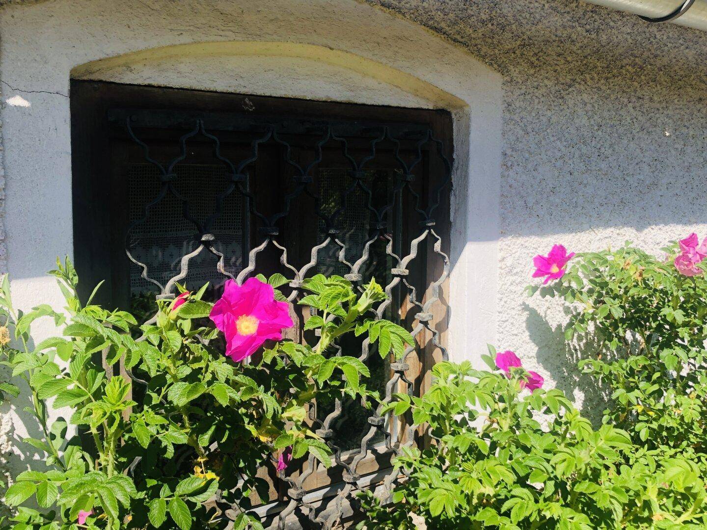 Detailansicht eines Fensters mit schmiedeeisernem Gitter und blühenden Rosensträuchern.