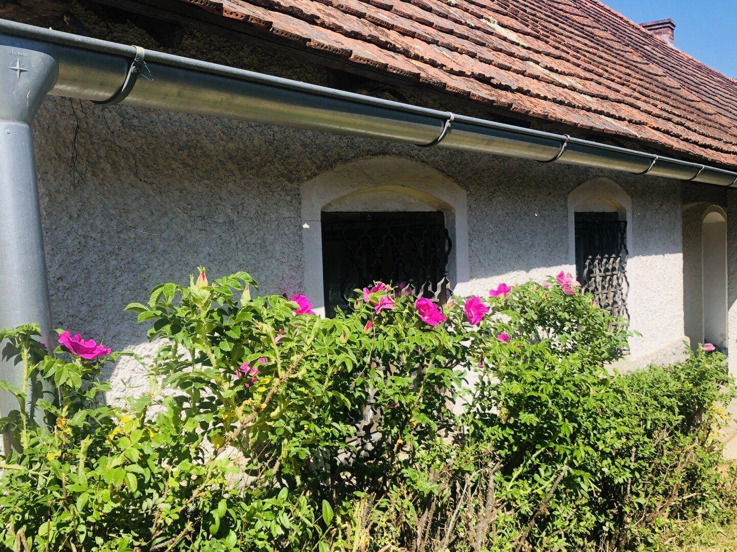 Seitenansicht des Hauses mit Ziegeldach, Regenrinne und blühenden Rosensträuchern vor den Fenstern.