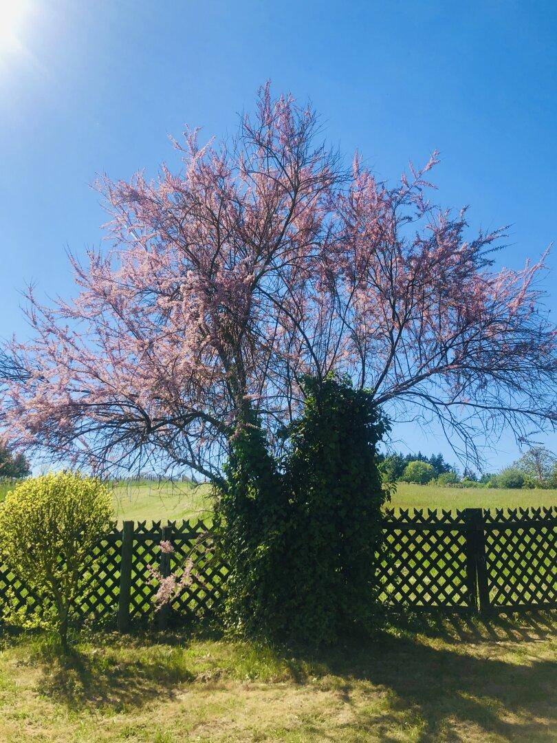 Blühender Baum im Garten mit einem dekorativen Holzzaun im Hintergrund unter blauem Himmel.