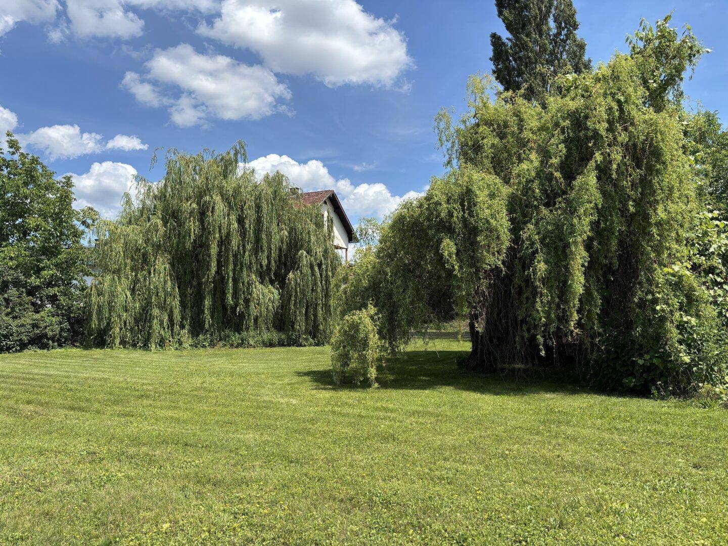 Weitläufiger Garten mit großen Trauerweiden und einer grünen Rasenfläche unter blauem Himmel.
