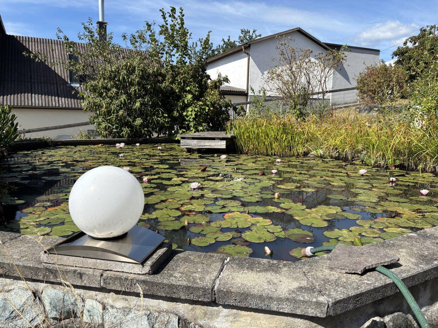 Nahaufnahme eines Gartenteichs mit Seerosen und einer dekorativen Leuchtkugel.