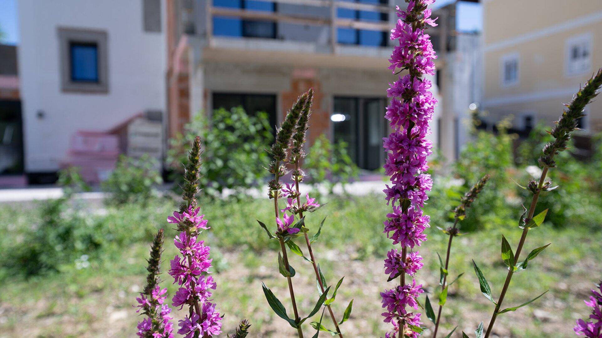 Lila Blüten im Vordergrund mit einem im Bau befindlichen Gebäude im unscharfen Hintergrund.