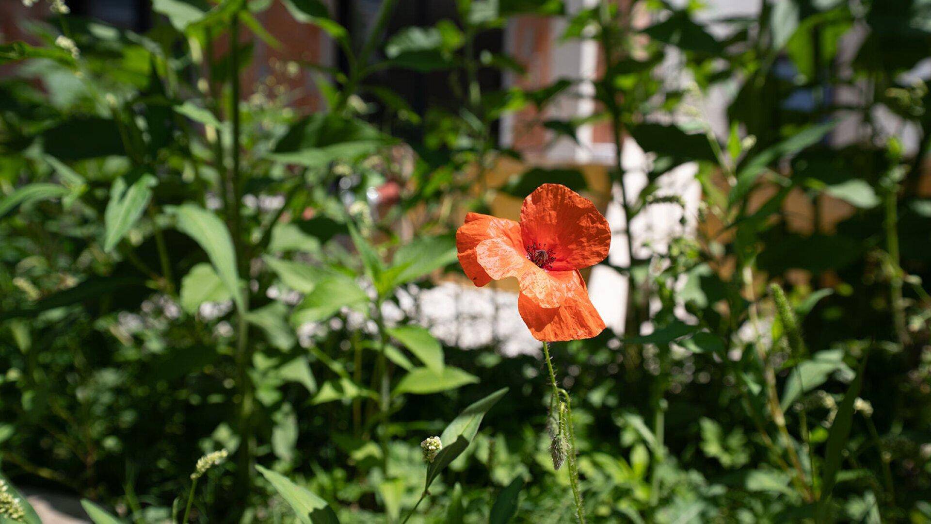 Eine einzelne rote Mohnblume inmitten grüner Pflanzen vor einem Gebäude.