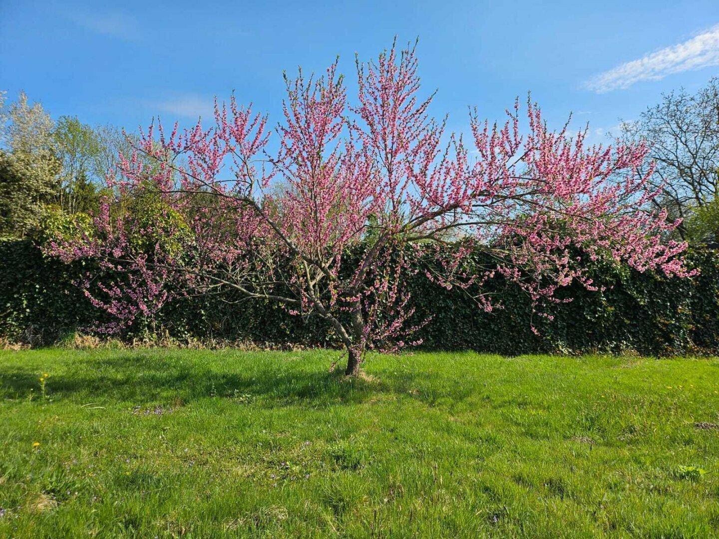 Blühender Baum in voller Pracht vor einer grünen Hecke unter blauem Himmel.