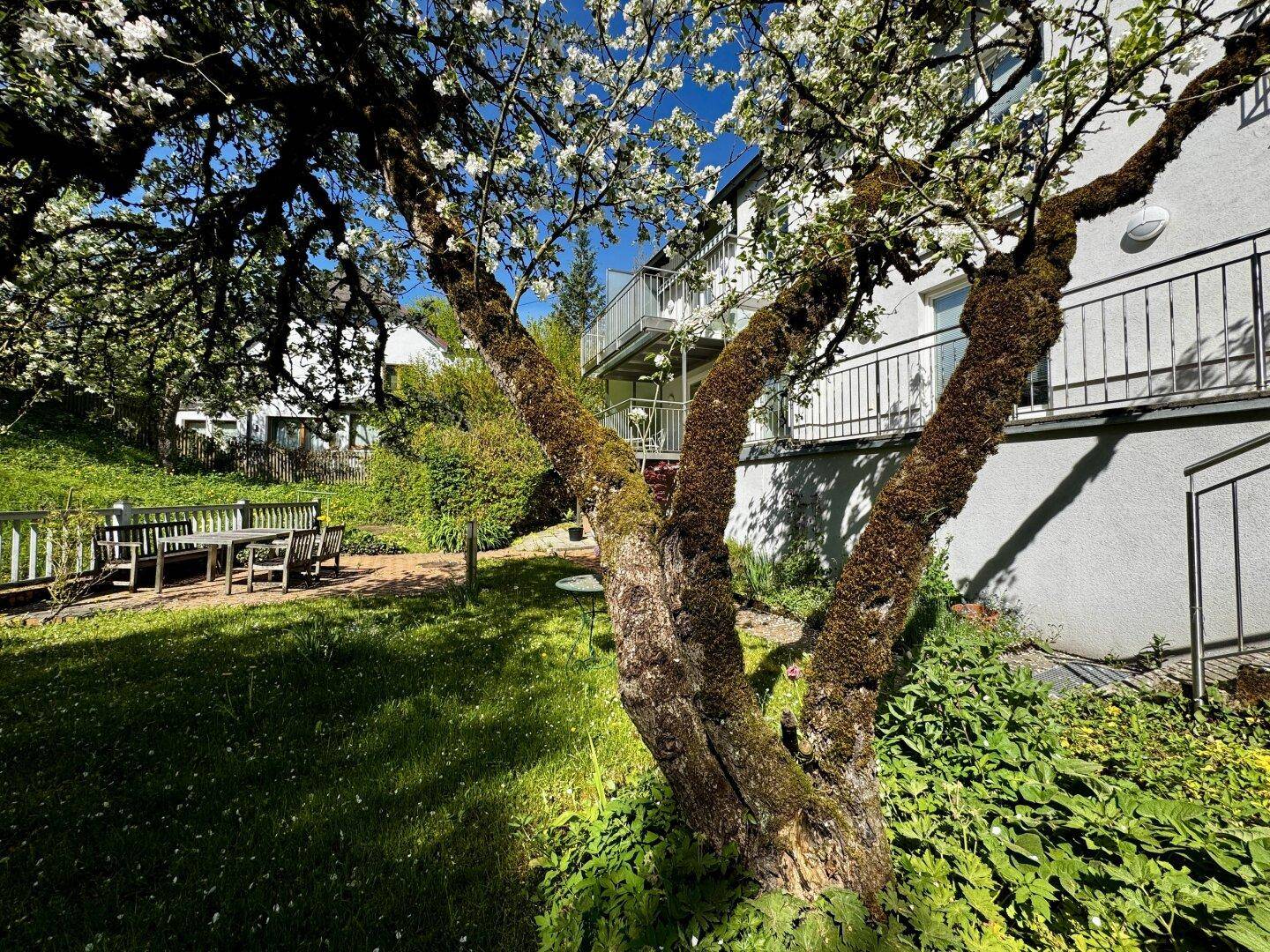 Großer, alter Baum im Garten mit Blick auf das Haus und die Balkone.