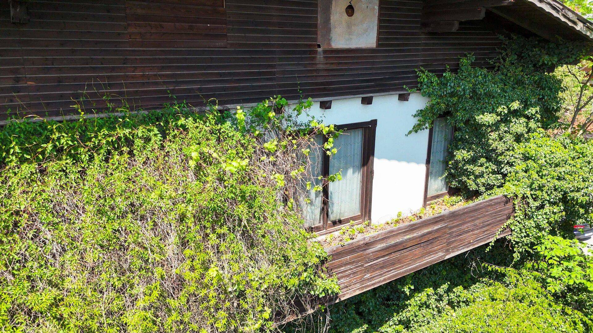 Fassade eines Gebäudes mit Holzbalkon und starkem Efeubewuchs, der die Fenster umrankt.