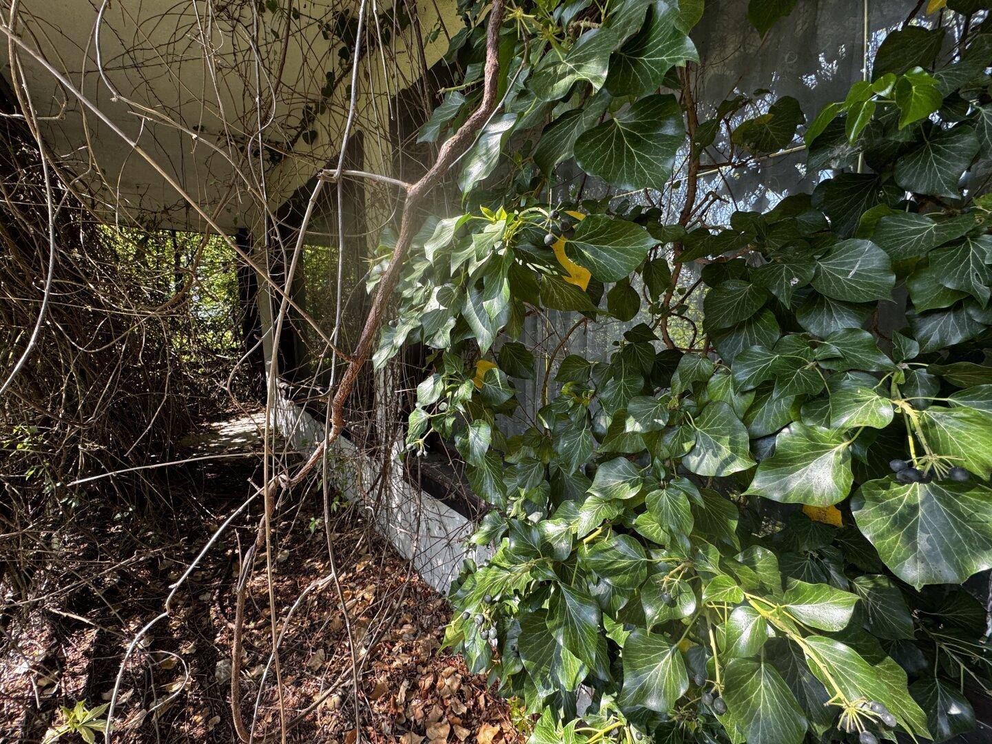 Nahaufnahme von Efeu, der an einer Gebäudewand wächst, mit einem Blick auf einen überwachsenen Balkon.