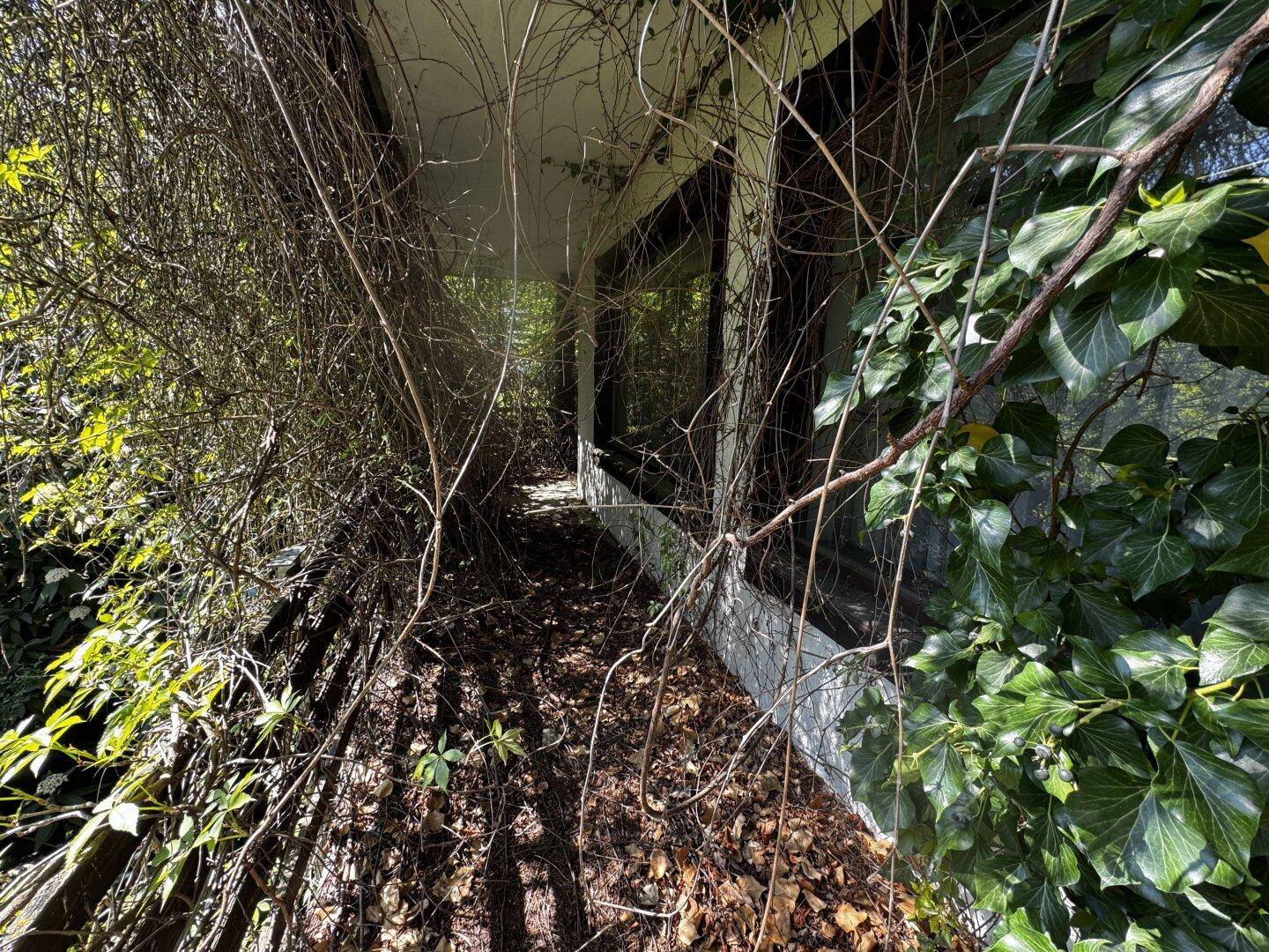 Überwachsener Balkon mit Holzgeländer und großen Fenstern, die eine Verbindung zur Natur schaffen.
