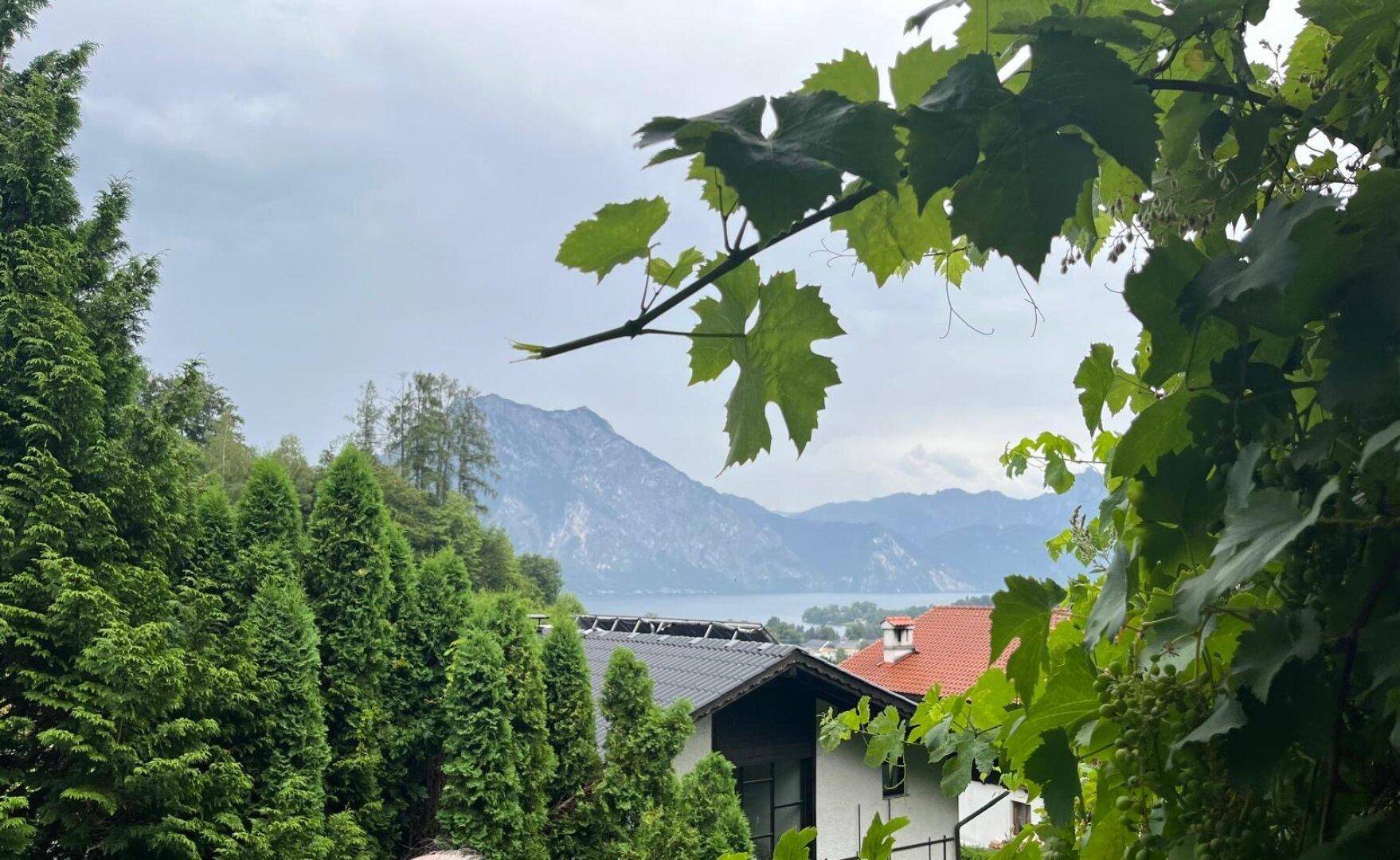 Malerischer Blick auf einen See und Berge, umrahmt von Bäumen und Weinreben im Vordergrund.