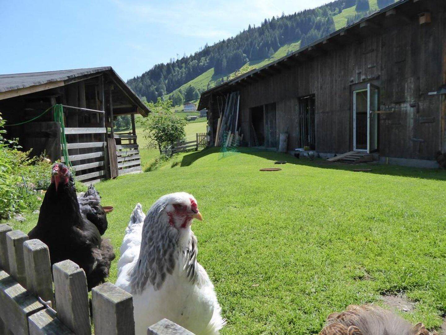 Hühnertraum