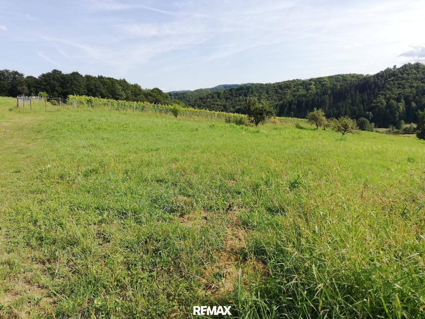 Grüne Wiesenfläche mit angrenzenden Weinbergen und dicht bewaldeten Hügeln unter blauem Himmel.