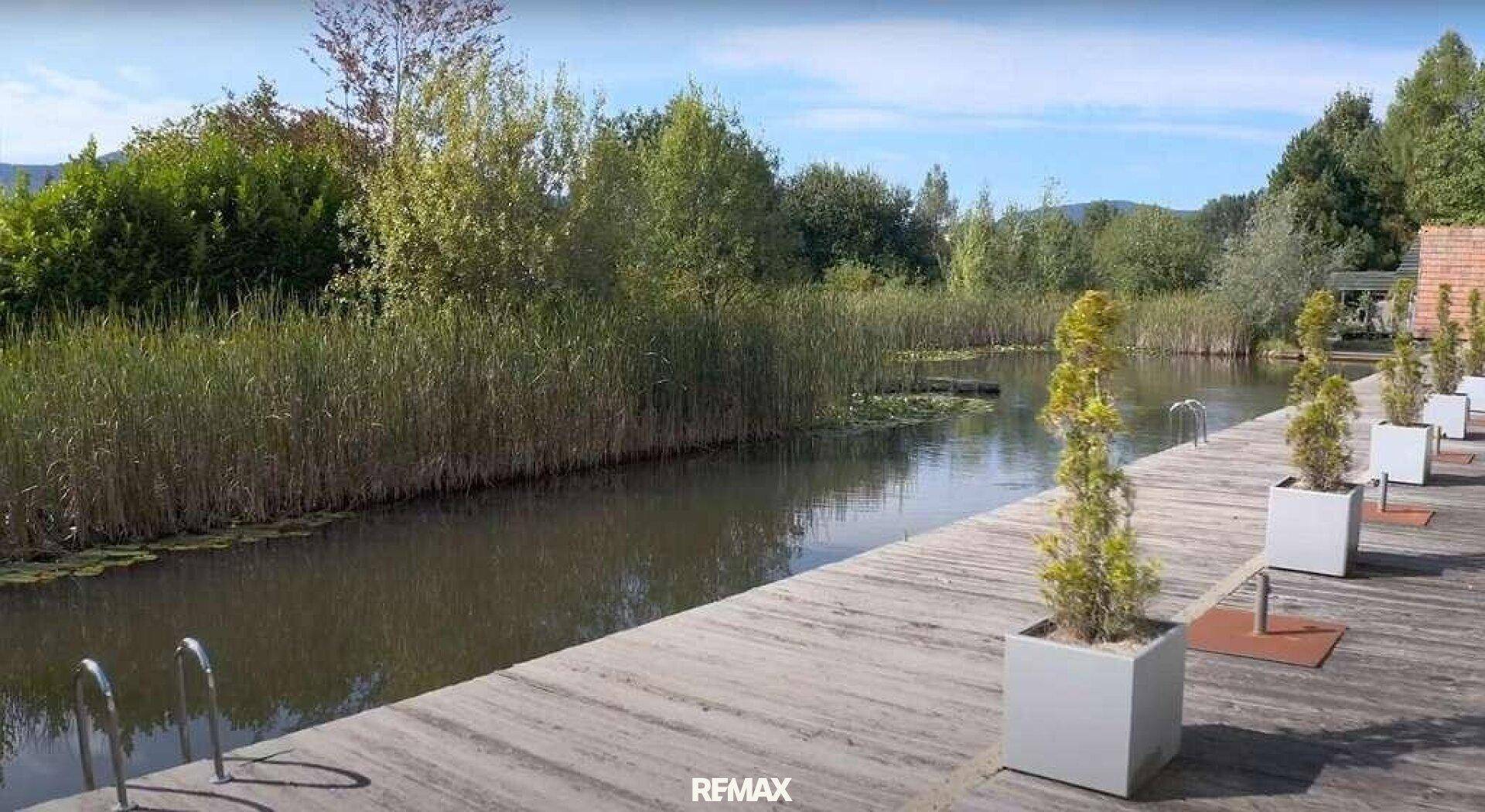 Natürlicher Teichbereich mit Schilf und einer Holzplattform, umgeben von üppiger Vegetation.