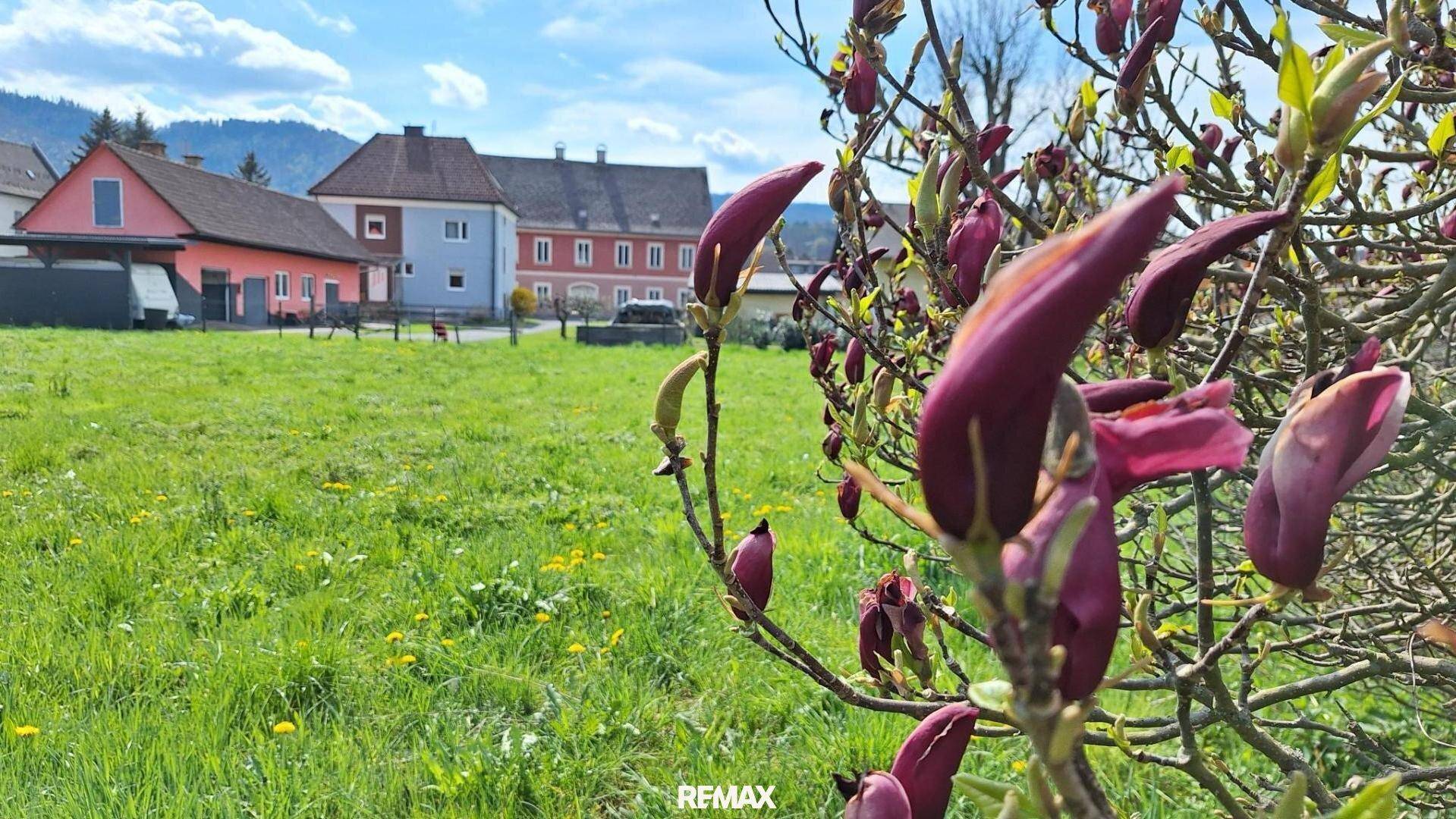 Nahaufnahme eines Magnolienbaums in voller Knospe mit ländlicher Bebauung im Hintergrund.