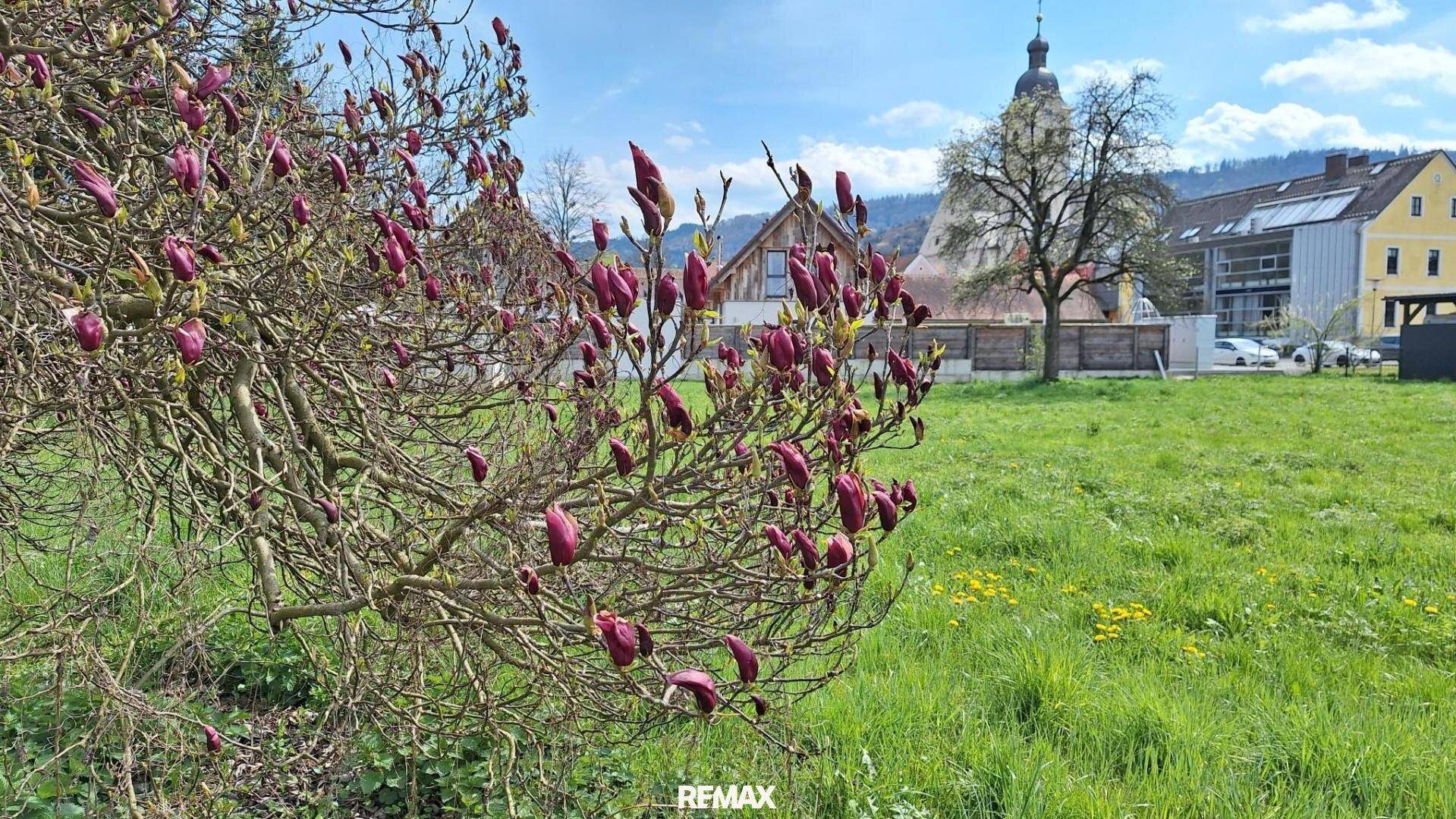 Blühender Magnolienbaum im Vordergrund mit Blick auf eine Kirche und grüne Wiesen.