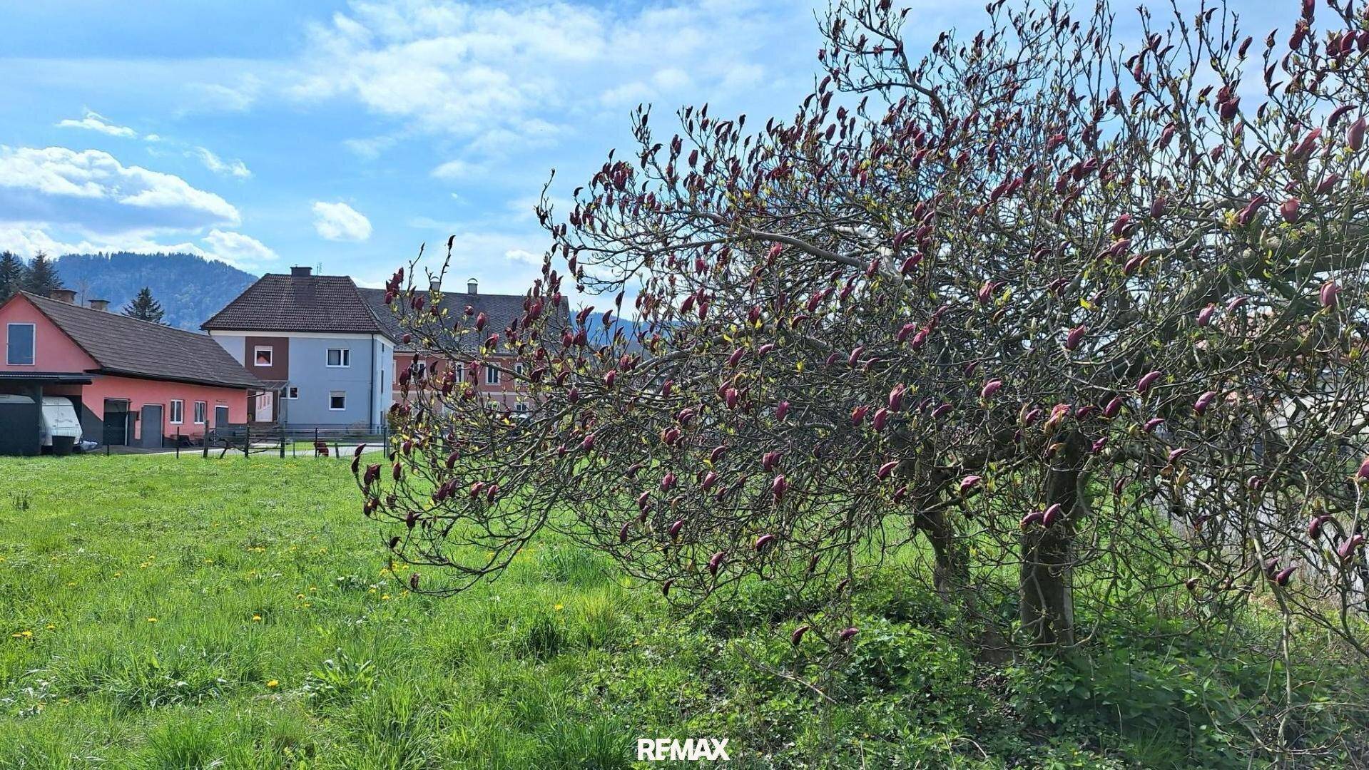 Blühender Magnolienbaum auf einer grünen Wiese mit Blick auf die umliegenden Häuser.
