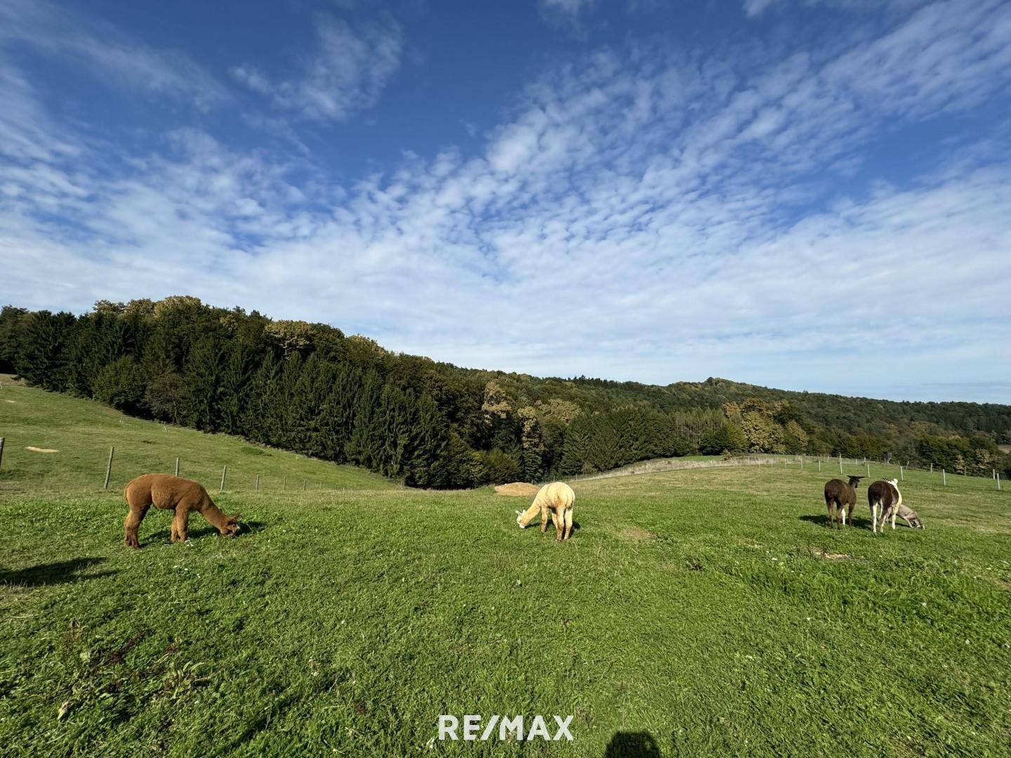 2,7 ha eingezäunte Weide