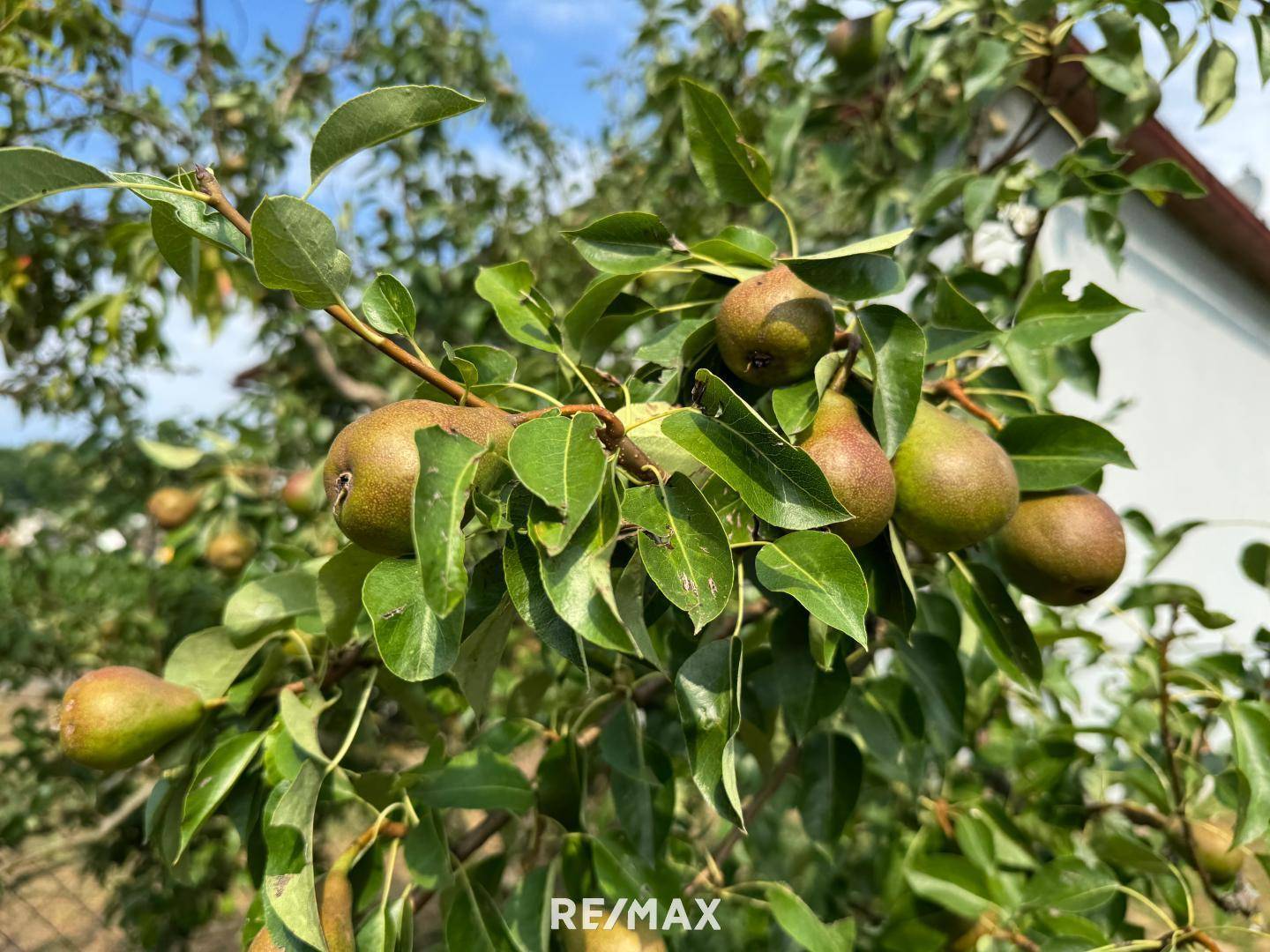 Birnbaum
